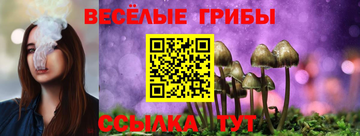 Псилоцибиновые грибы Psilocybe Рубцовск
